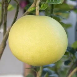 Roots Plants 90cm Lime Tree | Lime Of Tahiti | Grafted Mini-Stem