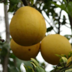 Roots Plants 90cm Lime Tree | Lime Of Tahiti | Grafted Mini-Stem