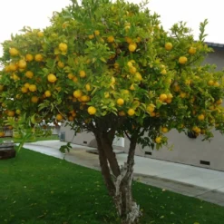 Roots Plants 90cm Eureka Lemon Tree | 4 Seasons Lemon | Grafted Mini-Stem