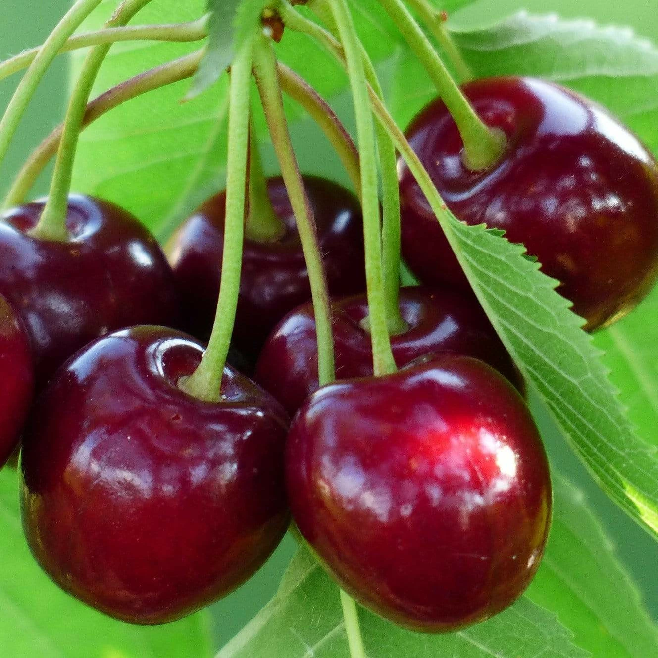 Roots Plants Fruits Cross-pollinating Cherry Collection | Kordia, Merchant & Regina 7 Roots Plants Fruits Cross-pollinating Cherry Collection | Kordia, Merchant & Regina