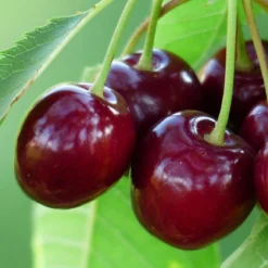 Roots Plants Fruits Sunburst Cherry Tree 10 Roots Plants Fruits Sunburst Cherry Tree