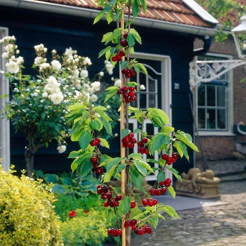 Roots Plants Fruits Cross-pollinating Cherry Collection | Kordia, Merchant & Regina 8 Roots Plants Fruits Cross-pollinating Cherry Collection | Kordia, Merchant & Regina