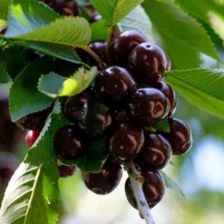 Roots Plants Fruits Cross-pollinating Cherry Collection | Kordia, Merchant & Regina