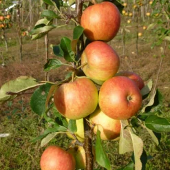 Roots Plants James Grieve Apple Tree | Dwarfing Rootstocks Fruits