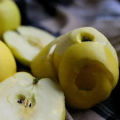 Roots Plants Herefordshire Russet Apple Tree