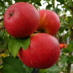 Roots Plants 'Endless Apples' Collection | Scrumptious, Braeburn Hillwell, James Grieve & Red Windsor Fruits