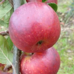 Roots Plants Red Windsor Apple Tree Fruits