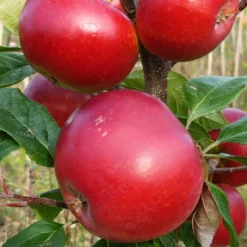 Roots Plants Red Devil Apple Tree Fruits