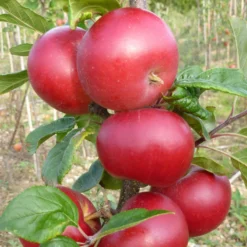 Roots Plants Red Devil Apple Tree Fruits