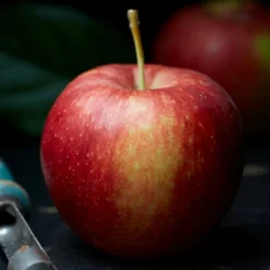 Roots Plants Jonagold Apple Tree