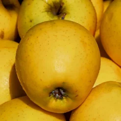 Roots Plants Golden Delicious Apple Tree Fruits