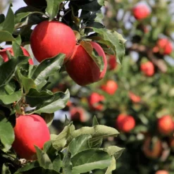 Roots Plants Fruits Cross-pollinating Apple Collection | Bramley, Gala & Discovery