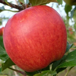 Roots Plants Fruits Cross-pollinating Apple Collection | Bramley, Gala & Discovery