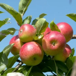 Roots Plants Fruits Cross-pollinating Apple Collection | Bramley, Gala & Discovery
