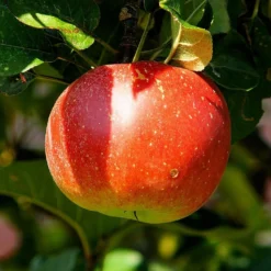 Roots Plants Fruits Cross-pollinating Apple Collection | Bramley, Gala & Discovery