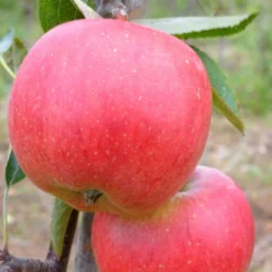 Roots Plants 'Endless Apples' Collection | Scrumptious, Braeburn Hillwell, James Grieve & Red Windsor Fruits