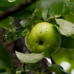 Roots Plants Bramley's Seedling Apple Tree