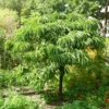 Roots Plants Trees & Shrubs Sweet Chestnut Tree | 3L Pot