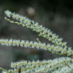 Roots Plants Trees & Shrubs Sweet Chestnut Tree | 3L Pot