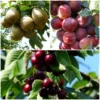 Roots Plants Mini Orchard Collection | Cherry, Pear & Plum Trees
