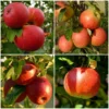 Roots Plants 'Endless Apples' Collection | Scrumptious, Braeburn Hillwell, James Grieve & Red Windsor Fruits