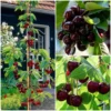 Roots Plants Fruits Cross-pollinating Cherry Collection | Kordia, Merchant & Regina