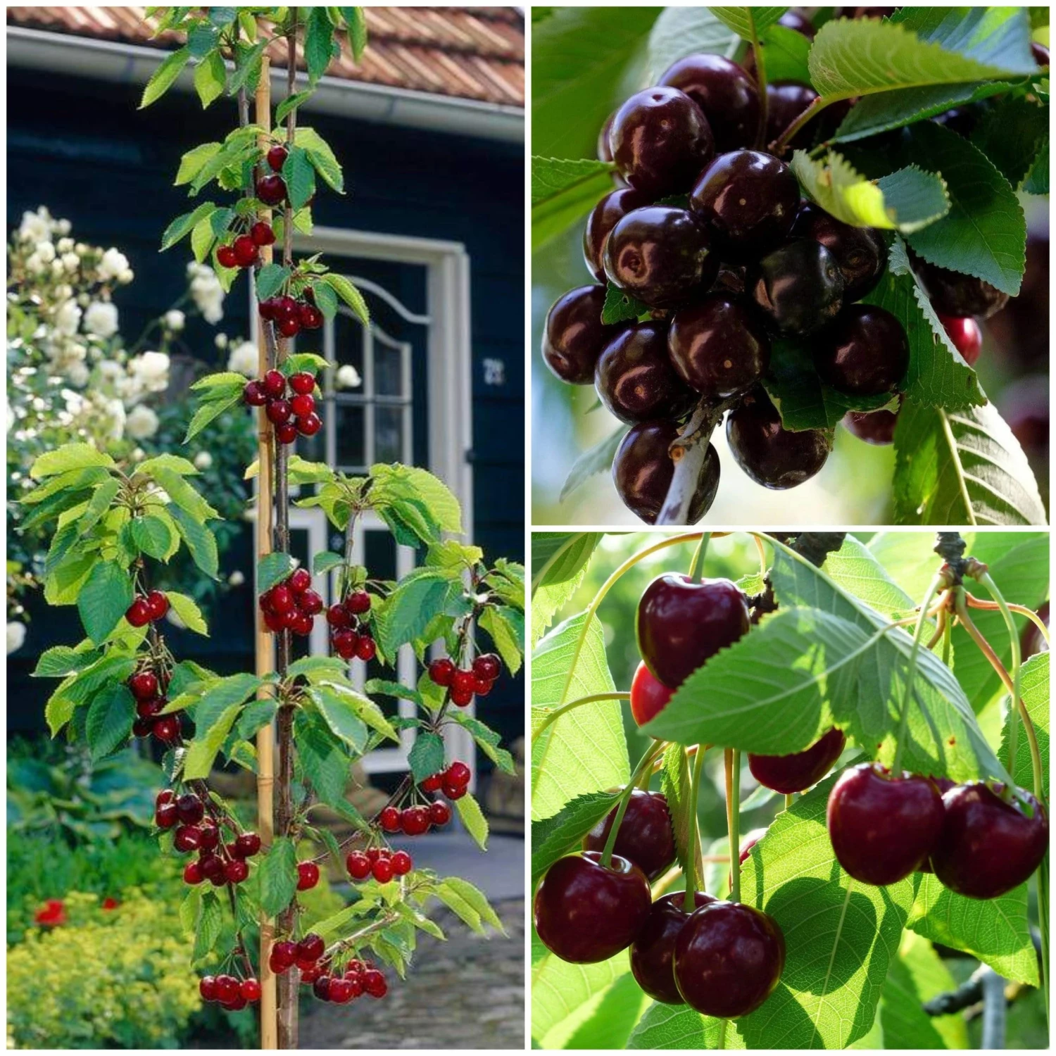 Roots Plants Fruits Cross-pollinating Cherry Collection | Kordia, Merchant & Regina 3 Roots Plants Fruits Cross-pollinating Cherry Collection | Kordia, Merchant & Regina
