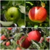 Roots Plants Fruits Cross-pollinating Apple Collection | Bramley, Gala & Discovery