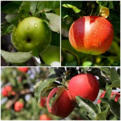 Roots Plants Fruits Cross-pollinating Apple Collection | Bramley, Gala & Discovery