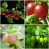 Roots Plants Complete Gooseberry Collection | Red, White & Green