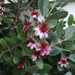 Roots Plants Pineapple Guava Plant | Feijoa Sellowiana