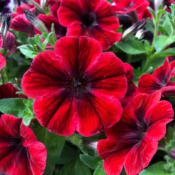 Roots Plants 20cm Petunia Sweetunia 'Fiona Flash' | 1L Pot Petunias