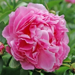 Roots Plants Peony 'Dr Alexander Fleming' | 3L Pot