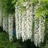 Roots Plants White Japanese Wisteria | Wisteria Floribunda 'Alba' | On A 90cm Cane In A 3L Pot 2 Roots Plants White Japanese Wisteria | Wisteria Floribunda 'Alba' | On A 90cm Cane In A 3L Pot