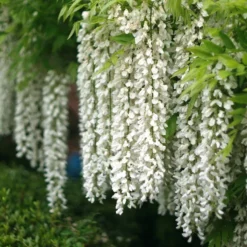 Roots Plants White Japanese Wisteria | Wisteria Floribunda 'Alba' | On A 90cm Cane In A 3L Pot