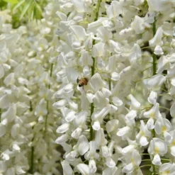 Roots Plants White Japanese Wisteria | Wisteria Floribunda 'Alba' | On A 90cm Cane In A 3L Pot