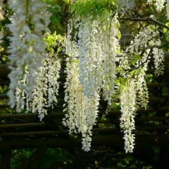 Roots Plants White Japanese Wisteria | Wisteria Floribunda 'Alba' | On A 90cm Cane In A 3L Pot 7 Roots Plants White Japanese Wisteria | Wisteria Floribunda 'Alba' | On A 90cm Cane In A 3L Pot