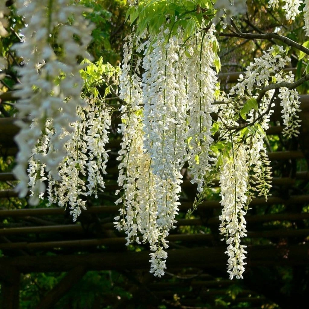 Roots Plants White Japanese Wisteria | Wisteria Floribunda 'Alba' | On A 90cm Cane In A 3L Pot 5 Roots Plants White Japanese Wisteria | Wisteria Floribunda 'Alba' | On A 90cm Cane In A 3L Pot