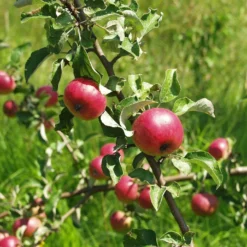 Roots Plants Fortune' Apple Tree Fruits