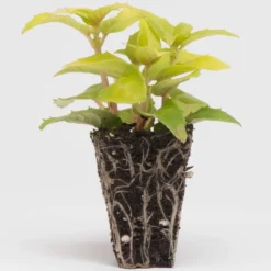 Roots Plants Fuchsia Southern Belle 'Pink Marshmallow' Jumbo Plug Plants Fuchsias