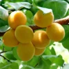Roots Plants Golden Glow Apricot Tree Fruits
