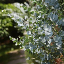 Roots Plants Trees & Shrubs Gunnii Eucalyptus Tree