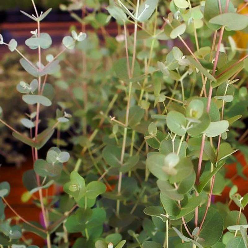 Roots Plants Trees & Shrubs Gunnii Eucalyptus Tree 5 Roots Plants Trees & Shrubs Gunnii Eucalyptus Tree