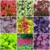 Roots Plants Heuchera Collection Perennials