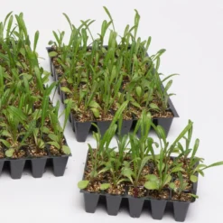 Roots Plants 40 Lobelia 'Blue Fountain' Plug Plants