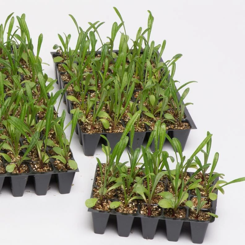 Roots Plants 40 Mixed Petunia 'Pirouette' Plug Plants Petunias 6 Roots Plants 40 Mixed Petunia 'Pirouette' Plug Plants Petunias