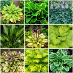 Roots Plants Perennials Hosta Collection | 6 X 1L Pots
