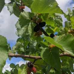 Roots Plants Raspberry Plants Wellington Mulberry Tree