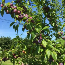 Roots Plants Fruits Victoria Plum Tree
