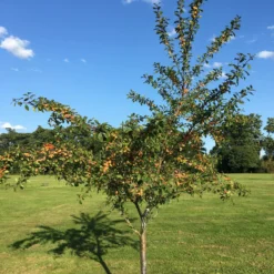 Roots Plants Mirabelle De Nancy Plum Tree